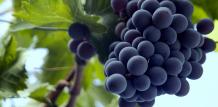 images/categorieimages/Cinsault grape.jpg